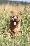 CAIRN TERRIER 022